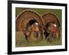 Wild Turkey Males Displaying, Texas, USA-Rolf Nussbaumer-Framed Photographic Print