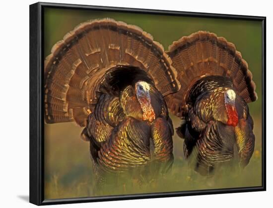 Wild Turkey Males Displaying, Texas, USA-Rolf Nussbaumer-Framed Photographic Print