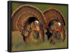 Wild Turkey Males Displaying, Texas, USA-Rolf Nussbaumer-Framed Photographic Print