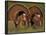 Wild Turkey Males Displaying, Texas, USA-Rolf Nussbaumer-Framed Photographic Print