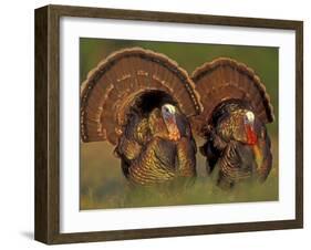 Wild Turkey Males Displaying, Texas, USA-Rolf Nussbaumer-Framed Photographic Print