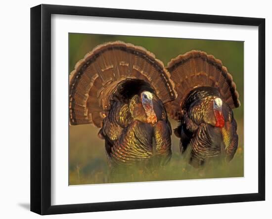 Wild Turkey Males Displaying, Texas, USA-Rolf Nussbaumer-Framed Photographic Print