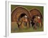 Wild Turkey Males Displaying, Texas, USA-Rolf Nussbaumer-Framed Photographic Print