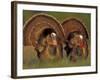 Wild Turkey Males Displaying, Texas, USA-Rolf Nussbaumer-Framed Photographic Print