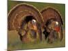 Wild Turkey Males Displaying, Texas, USA-Rolf Nussbaumer-Mounted Photographic Print
