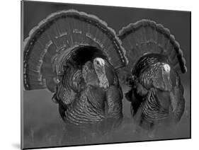 Wild Turkey Males Displaying, Texas, USA-Rolf Nussbaumer-Mounted Photographic Print