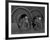 Wild Turkey Males Displaying, Texas, USA-Rolf Nussbaumer-Framed Photographic Print