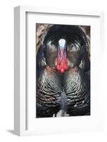 Wild Turkey (Meleagris gallopavo) adult male, displaying, Nebraska, USA-David Tipling-Framed Photographic Print