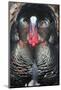 Wild Turkey (Meleagris gallopavo) adult male, displaying, Nebraska, USA-David Tipling-Mounted Photographic Print