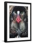 Wild Turkey (Meleagris gallopavo) adult male, displaying, Nebraska, USA-David Tipling-Framed Photographic Print