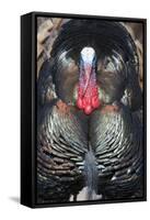 Wild Turkey (Meleagris gallopavo) adult male, displaying, Nebraska, USA-David Tipling-Framed Stretched Canvas