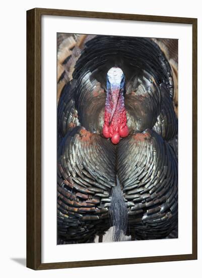 Wild Turkey (Meleagris gallopavo) adult male, displaying, Nebraska, USA-David Tipling-Framed Photographic Print