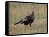 Wild Turkey (Meleagris Gallopavo) Hen, Stillwater County, Montana, USA-James Hager-Framed Stretched Canvas