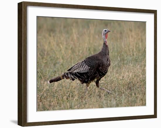 Wild Turkey (Meleagris Gallopavo) Hen, Stillwater County, Montana, USA-James Hager-Framed Photographic Print