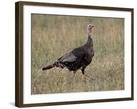 Wild Turkey (Meleagris Gallopavo) Hen, Stillwater County, Montana, USA-James Hager-Framed Photographic Print