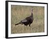 Wild Turkey (Meleagris Gallopavo) Hen, Stillwater County, Montana, USA-James Hager-Framed Photographic Print