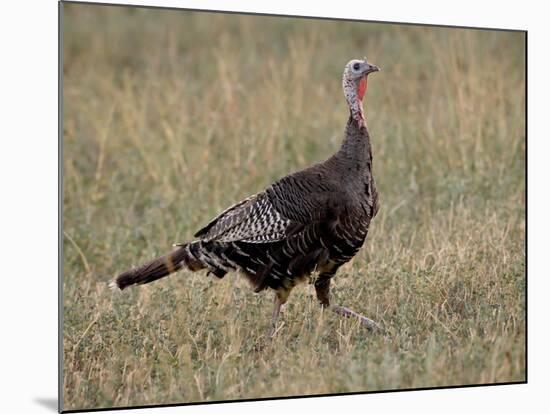 Wild Turkey (Meleagris Gallopavo) Hen, Stillwater County, Montana, USA-James Hager-Mounted Photographic Print