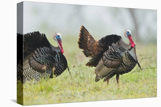 Wild Turkey (Meleagris Gallopavo) Male Strutting, Texas, USA-Larry Ditto-Stretched Canvas