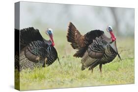 Wild Turkey (Meleagris Gallopavo) Male Strutting, Texas, USA-Larry Ditto-Stretched Canvas