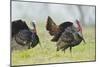 Wild Turkey (Meleagris Gallopavo) Male Strutting, Texas, USA-Larry Ditto-Mounted Photographic Print