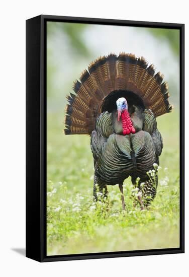 Wild Turkey (Meleagris Gallopavo) Male Strutting, Texas, USA-Larry Ditto-Framed Stretched Canvas