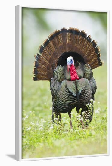 Wild Turkey (Meleagris Gallopavo) Male Strutting, Texas, USA-Larry Ditto-Framed Photographic Print