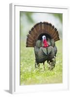 Wild Turkey (Meleagris Gallopavo) Male Strutting, Texas, USA-Larry Ditto-Framed Photographic Print