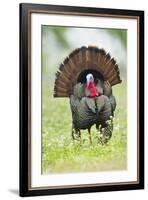 Wild Turkey (Meleagris Gallopavo) Male Strutting, Texas, USA-Larry Ditto-Framed Photographic Print