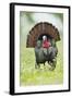 Wild Turkey (Meleagris Gallopavo) Male Strutting, Texas, USA-Larry Ditto-Framed Photographic Print