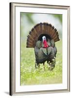 Wild Turkey (Meleagris Gallopavo) Male Strutting, Texas, USA-Larry Ditto-Framed Photographic Print