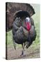 Wild Turkey (Meleagris Gallopavo) Male Strutting, Texas, USA-Larry Ditto-Stretched Canvas