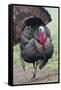 Wild Turkey (Meleagris Gallopavo) Male Strutting, Texas, USA-Larry Ditto-Framed Stretched Canvas