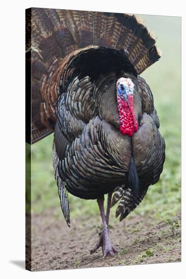 Wild Turkey (Meleagris Gallopavo) Male Strutting, Texas, USA-Larry Ditto-Stretched Canvas