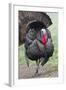 Wild Turkey (Meleagris Gallopavo) Male Strutting, Texas, USA-Larry Ditto-Framed Photographic Print