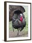 Wild Turkey (Meleagris Gallopavo) Male Strutting, Texas, USA-Larry Ditto-Framed Photographic Print