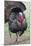 Wild Turkey (Meleagris Gallopavo) Male Strutting, Texas, USA-Larry Ditto-Mounted Photographic Print