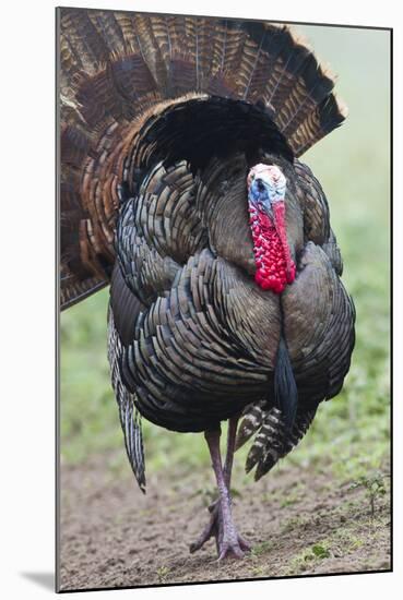 Wild Turkey (Meleagris Gallopavo) Male Strutting, Texas, USA-Larry Ditto-Mounted Photographic Print