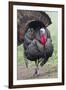 Wild Turkey (Meleagris Gallopavo) Male Strutting, Texas, USA-Larry Ditto-Framed Photographic Print