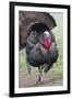 Wild Turkey (Meleagris Gallopavo) Male Strutting, Texas, USA-Larry Ditto-Framed Photographic Print