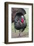 Wild Turkey (Meleagris Gallopavo) Male Strutting, Texas, USA-Larry Ditto-Framed Photographic Print