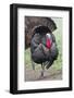 Wild Turkey (Meleagris Gallopavo) Male Strutting, Texas, USA-Larry Ditto-Framed Photographic Print