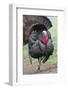 Wild Turkey (Meleagris Gallopavo) Male Strutting, Texas, USA-Larry Ditto-Framed Photographic Print