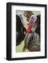 Wild Turkey (Meleagris Gallopavo) Male Strutting, Texas, USA-Larry Ditto-Framed Photographic Print