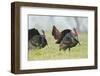 Wild Turkey (Meleagris Gallopavo) Male Strutting, Texas, USA-Larry Ditto-Framed Photographic Print