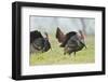 Wild Turkey (Meleagris Gallopavo) Male Strutting, Texas, USA-Larry Ditto-Framed Photographic Print