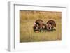 Wild Turkey (Meleagris Gallopavo) Males Strutting-Larry Ditto-Framed Photographic Print