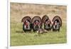 Wild Turkey (Meleagris Gallopavo) Males Strutting-Larry Ditto-Framed Photographic Print