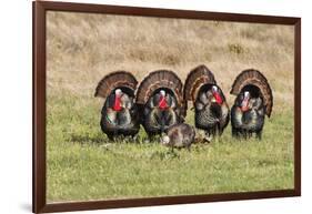 Wild Turkey (Meleagris Gallopavo) Males Strutting-Larry Ditto-Framed Photographic Print