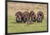 Wild Turkey (Meleagris Gallopavo) Males Strutting-Larry Ditto-Framed Photographic Print