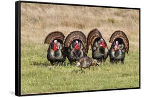 Wild Turkey (Meleagris Gallopavo) Males Strutting-Larry Ditto-Framed Stretched Canvas